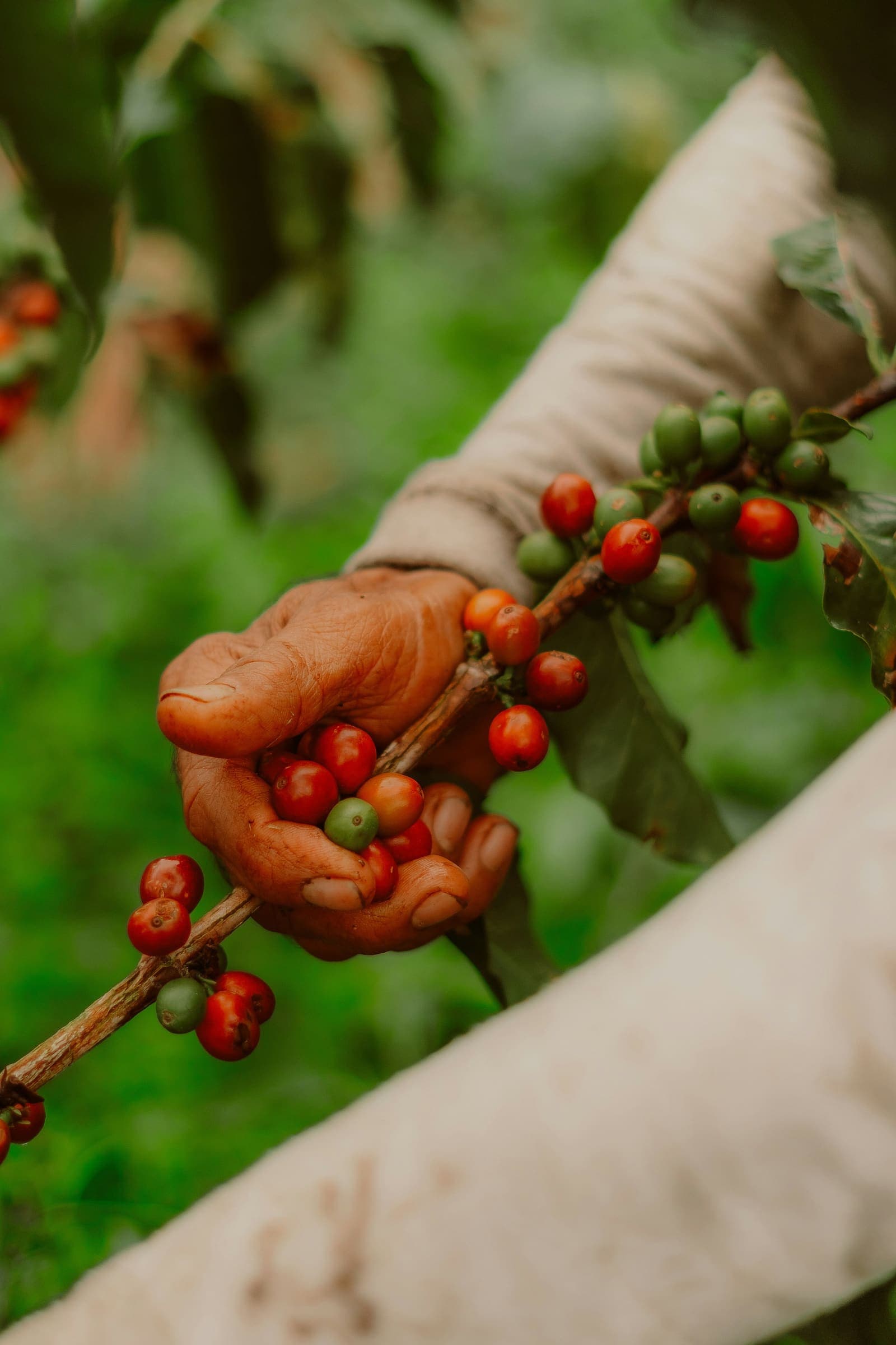 Hands picking ripe coffee cherries from a branch